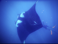        Giant Manta Ray With Diver Below
  - Costa Rica