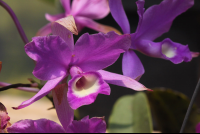        monteverde orchid garden purple orchid 
  - Costa Rica