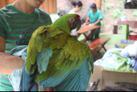        great green macaw
  - Costa Rica
