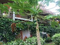        papaya tree sol samara 
  - Costa Rica