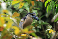        turtle beach lodge boat billed heron 
  - Costa Rica