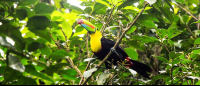        tortuguero national park attraction keel billed toucan 
  - Costa Rica