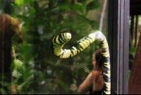        safari canopy tour oriole snake 
  - Costa Rica