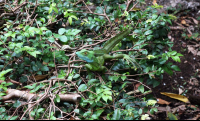        Serpentarium Green Basilisk
  - Costa Rica
