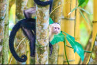        white face behind tree 
  - Costa Rica