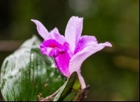        Purple Flower In Los Patos Trail
  - Costa Rica