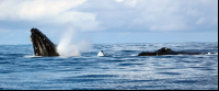        dominical surf dive snorkel humpback whales 
  - Costa Rica