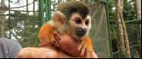        osa animal sanctuary tour page titi monkey 
  - Costa Rica
