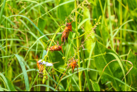        Crickets Munching On Plants
  - Costa Rica