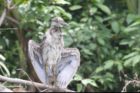        yellow night heron spreadwings 
  - Costa Rica