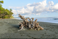        Dried Wood On La Leona Beach
  - Costa Rica