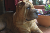        Kardoes Doggy
  - Costa Rica