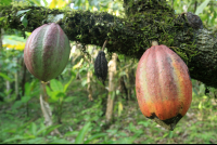        kekoldi reserve cacao fruit 
  - Costa Rica