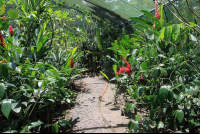        mawamba butterfly garden 
  - Costa Rica