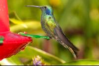        Green Crowned Brilliaant Heliodoxa Jacula Adult Waterfall Gardens
  - Costa Rica