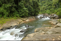        bamboo forest moutain bike tour upstream 
  - Costa Rica