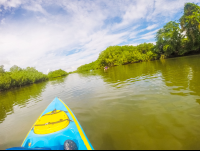        Rowing Further Into Platanares Mangroves In Puerto Jimenez
  - Costa Rica
