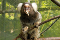        kids saving the rainforest attraction marmoset 
  - Costa Rica