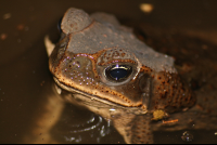        Bufo Toad On A Creek At Barra Del Colorado
  - Costa Rica