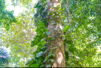        Trees On Rio Claro Trail Sirena Ranger Station Corcovado National Park
  - Costa Rica