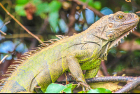        Iguana Close Up Perched On Sierpe Mangler
  - Costa Rica