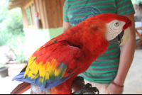        Scarlet Macaw Feather Colors on its Side
  - Costa Rica