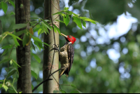        carara national park wood pecker 
  - Costa Rica