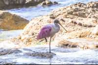        Two Birds At Lajas River Mouth
  - Costa Rica