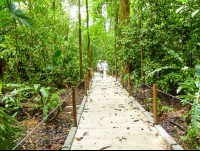        Two People Walking On Trails For Disabled At Carara National Park
  - Costa Rica
