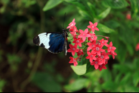        frog pond butterfly 
  - Costa Rica
