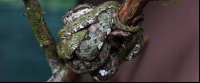        Serpentarium Eyelash Palm Pit Viper
  - Costa Rica