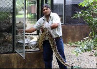        Pompilio Burmese Python
  - Costa Rica
