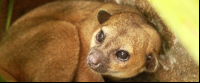        kids saving the rainforest attraction kinky the kinkajou 
  - Costa Rica