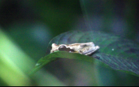        frog pond frog on leaf 
  - Costa Rica