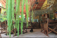        Fern At The Restaurant Kardoes
  - Costa Rica