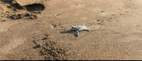        tortuguero beach attraction baby green sea turtle 
  - Costa Rica