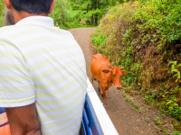        Cow On The Road
  - Costa Rica
