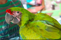        Great Green Side Stare Ara=Project
  - Costa Rica