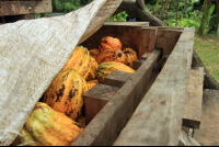        caribeans cacao fruit 
  - Costa Rica