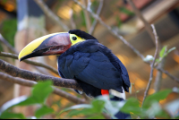        Chesnut Mandible Toucan La Paz
  - Costa Rica