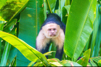        Whiteface Monkey Stairing At The Boat
  - Costa Rica