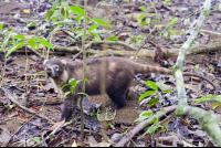        Coati Roaming Around The Sirena Ranger Station
  - Costa Rica