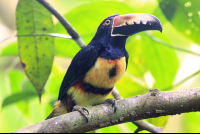       pachira lodge collared aracari 
  - Costa Rica