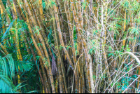        Bambu Tree On The Riverbanks Sierpe Mangler
  - Costa Rica