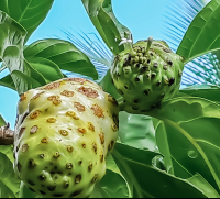        Noni Fruit Finca Kobo Chocolate Tour
  - Costa Rica