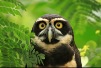        Jaguar Rescue Center Owl
  - Costa Rica