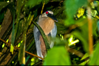       bird boat billed heron barra del colorado 
  - Costa Rica