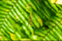        Spider Celeteste River Watefall Tour
  - Costa Rica