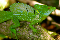        green basilisk basiliscus plumifrons tortuguero
  - Costa Rica