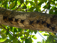        manglar isla mangrove kayak long nosed bats 
  - Costa Rica